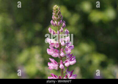 Une fleur de lupin dans l'avant-plan. Lupin en fleurs fleurs. Domaine de lupins. Violet et rose lupin dans le pré. Banque D'Images