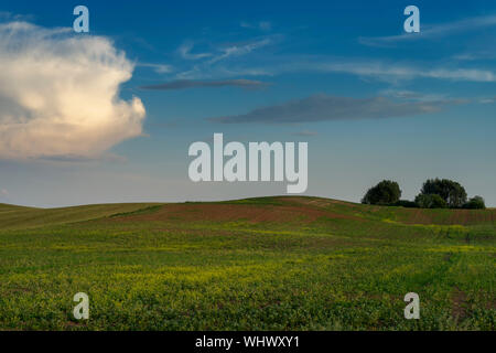 Vert pâturage avec des collines au coucher du soleil avec des nuages roses dans un ciel bleu et d'un bosquet d'arbres forestiers à l'horizon Banque D'Images