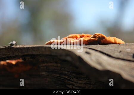 Champignons - Jardin Pycnoporus coccineus, croissant sur arbre mort près du ruisseau asséché, banque, Meandarra Western Downs, Queensland, Australie Banque D'Images