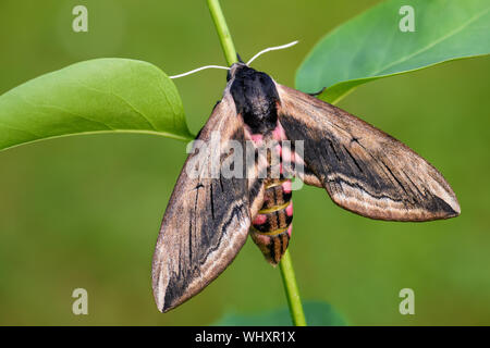 Privet Hawk-moth - Sphinx ligustri, belle grande hawk-moth de forêts européennes, en République tchèque. Banque D'Images