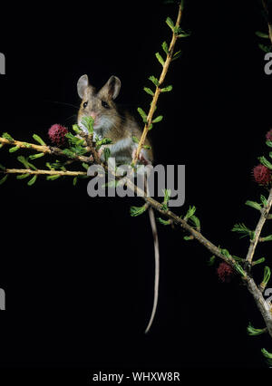 Rat-kangourou on Twig Banque D'Images