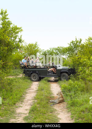 Vue latérale des touristes en jeep à la recherche au guépard couché sur chemin de terre Banque D'Images