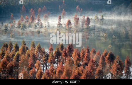 (190903) -- BEIJING, 3 septembre 2019 (Xinhua) -- Photo prise le 5 janvier 2019 montre la zone humide de l'aube bois rouge vêtus de brume en Dianwei Village de Panlong District de Kunming, capitale du sud-ouest de la province chinoise du Yunnan. La Chine a adopté la vision que les eaux lucide et montagnes luxuriantes sont très précieuses et poursuivi une approche holistique de la conservation de ses montagnes, rivières, forêts, terres agricoles, des lacs et des prairies. Aux plus hauts niveaux, la Chine est le moteur à l'avant dans la construction d'une civilisation écologique. (Xinhua/Qin Qing) Banque D'Images