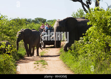 Deux éléphants traversant chemin de terre avec des touristes en jeep en arrière-plan Banque D'Images