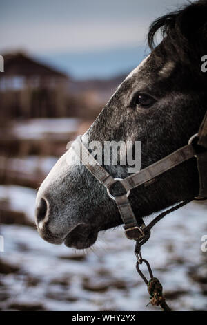 L'ordre des Chartreux. Beau cheval dans l'arrière-plan d'un paysage de neige Banque D'Images