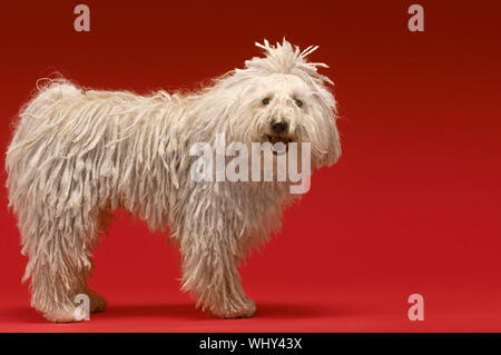 Portrait de chien de berger hongrois sur fond rouge Banque D'Images