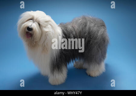 Vue latérale sur toute la longueur de l'Old English Sheepdog debout sur fond bleu Banque D'Images