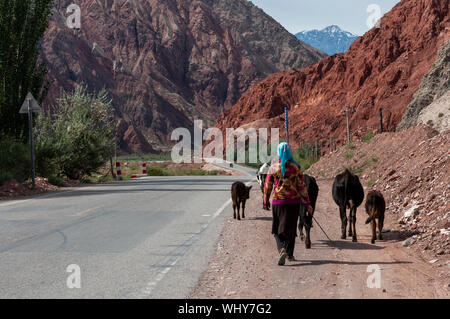 Le Xinjiang, Chine - 15 août 2012 : une femme conduisant les vaches le long de la route Karakoram avec les montagnes en arrière-plan , le Xinjiang, Chine Banque D'Images