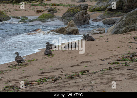 L'eider à duvet (Somateria mollissima) adultes et jeunes en crèche familiale, la plage de Skagen, Unst, Shetland Banque D'Images