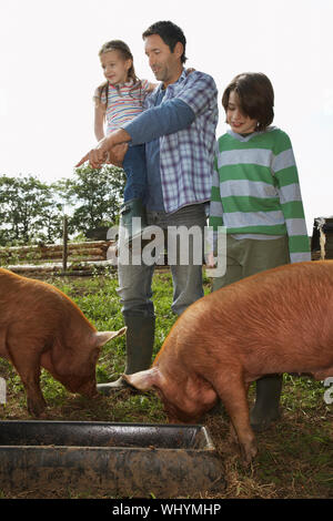 Toute la longueur d'un homme et d'enfants regardant les porcs se nourrissent dans sty contre ciel clair Banque D'Images