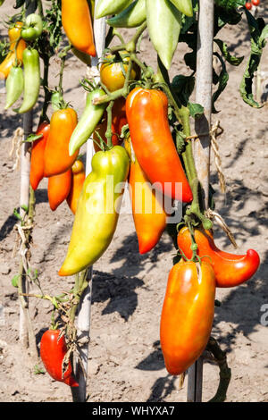 Solanum lycopersicum 'Jersey Devil' cultive des tomates dans les cultivars de jardin tomates Banque D'Images