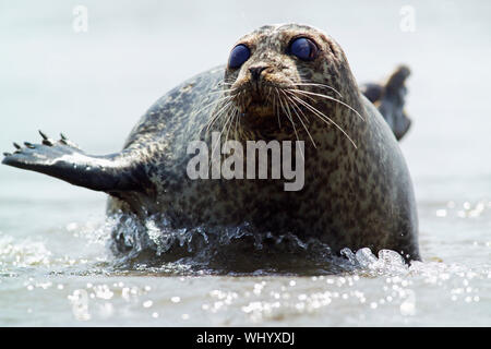 Seal lying in shallow water Banque D'Images