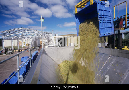 Raisins de prêt pour le broyage, la Yarra Valley, Victoria, Australie Banque D'Images