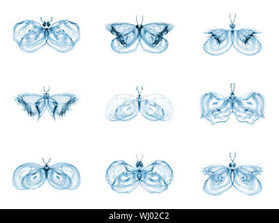 Série Papillons fractale. Interaction des papillons fractale isolé sur le sujet de la science, la créativité et la conception Banque D'Images
