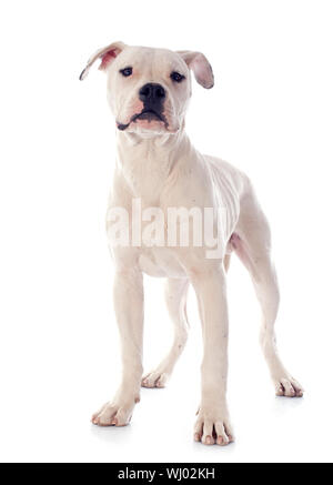 Chiot bouledogue américain in front of white background Banque D'Images