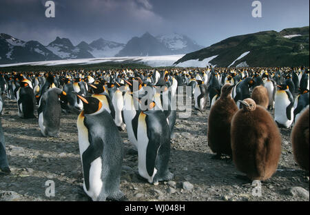 UK, South Georgia Island, colonie de manchots royaux Banque D'Images