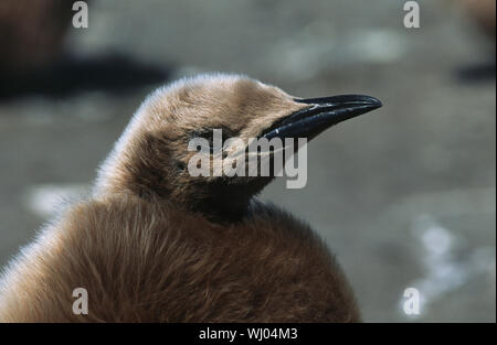 UK, South Georgia Island, la King Penguin sur beach, Close up Banque D'Images