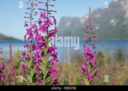 Blooming purple Epilobium angustifolium Willowherb avec Ersfjord paysage de montagne en arrière-plan sur une journée ensoleillée, Tromsö, Norvège Banque D'Images