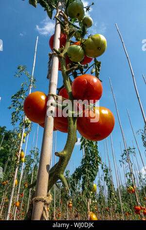 Solanum lycopersicum mûrissant la tomate sur la vigne, rang de plante, faire pousser les tomates plante contre le ciel bleu Banque D'Images