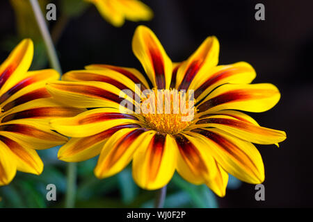 Image en gros plan de fleurs éclatantes jaune sur fond noir Banque D'Images