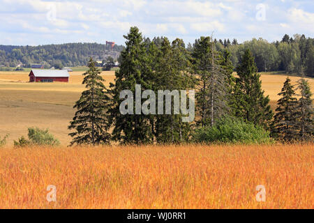 La fin de l'été dans le paysage rural Halikko, la Finlande avec grange et champs cultivés, orange prairie de l'oseille, plante et Halikko Tour de l'eau dans l'horizon. Banque D'Images