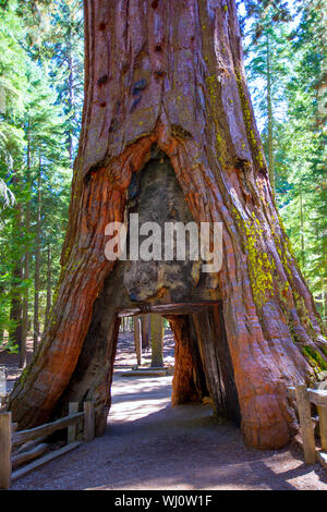 Sequoia Gate de Mariposa Grove à Yosemite National Park California Banque D'Images