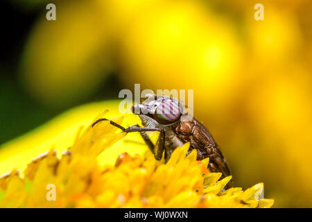 Eristalis Pertinax appelé hoverfly sur une fleur Banque D'Images