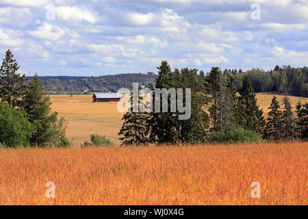 La fin de l'été dans le paysage rural Halikko, la Finlande avec grange et champs cultivés, orange prairie de l'oseille, plante et Halikko Tour de l'eau dans l'horizon. Banque D'Images