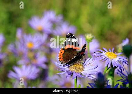 L'amiral rouge papillon, Vanessa atalanta, en se nourrissant de New York l'Aster, Symphyotrichum novi-belgii un jour de l'automne en Finlande. Focus sélectif. Banque D'Images