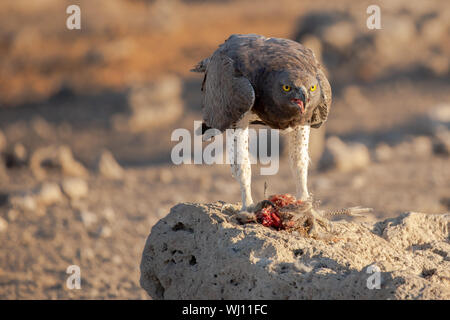 Aigle Martial Polemaetus bellicosus) (qui se nourrit d'une pintade de Numidie (Numida meleagris). L'aigle Martial aigle sont les plus importants en Afrique. Ils montent Banque D'Images