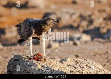 Aigle Martial Polemaetus bellicosus) (qui se nourrit d'une pintade de Numidie (Numida meleagris). L'aigle Martial aigle sont les plus importants en Afrique. Ils montent Banque D'Images