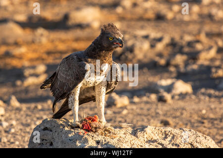 Aigle Martial Polemaetus bellicosus) (qui se nourrit d'une pintade de Numidie (Numida meleagris). L'aigle Martial aigle sont les plus importants en Afrique. Ils montent Banque D'Images