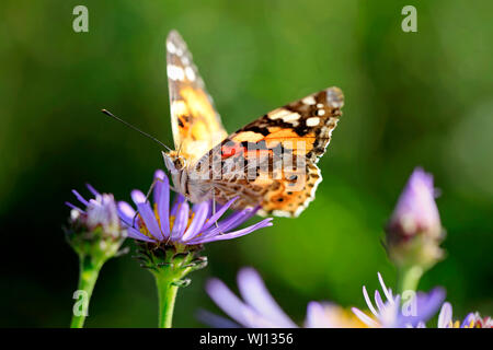 Papillon belle dame, Vanessa cardui, se nourrissant de New York l'Aster, Symphyotrichum novi-belgii un jour de l'automne en Finlande. Shallow dof. Banque D'Images