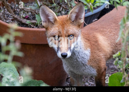 Première année fox dans un quartier résidentiel jardin à Camden Town à Londres, Angleterre Banque D'Images