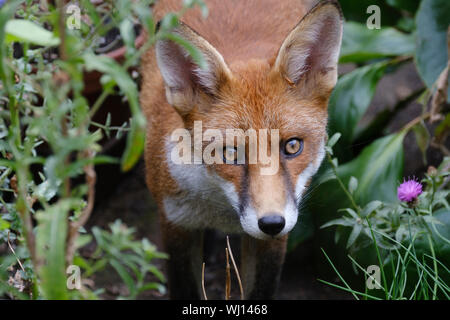 Première année fox dans un quartier résidentiel jardin à Camden Town à Londres, Angleterre Banque D'Images