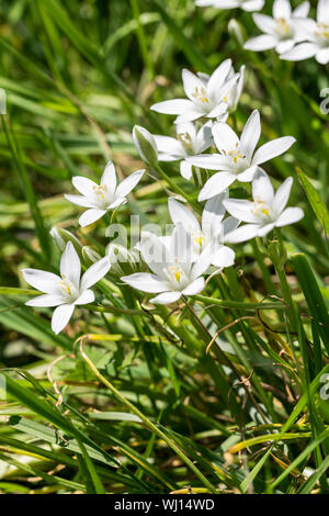 Star of Bethlehem Ornithogalum umbellatum poussant dans les bois du MCG dans le Nord du Pays de Galles au Royaume-Uni. Banque D'Images