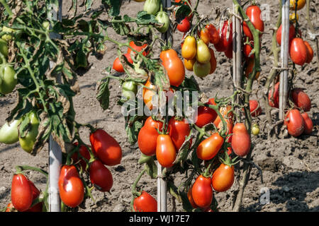 Solanum lycopersicum 'Roma' cultive des tomates dans le jardin, des tomates sur la vigne Banque D'Images