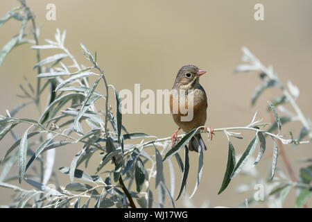 Un bel oiseau d'avoine est assis sur une branche d'arbre avec des feuilles vertes d'argent sur un fond jaune floue. Close-up. Banque D'Images