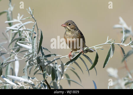 Un bel oiseau d'avoine est assis sur une branche d'arbre avec des feuilles vertes d'argent sur un fond jaune floue. Close-up. Banque D'Images