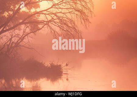 Vieux arbres et les chênes sur automne brouillard lever du soleil en milieu rural. Aube ensoleillée sur le fleuve Niémen, le Bélarus. Banque D'Images