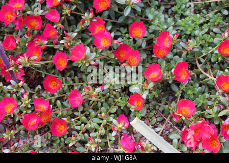 L'abondance de fleurs rouge / rose vif sur le terrain. De belles couleurs de l'été photographiée à Zürich, Suisse. Couleur énergique et heureux ! Banque D'Images