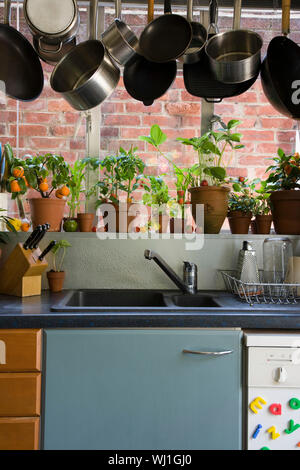 Casseroles suspendues sur évier contre les plantes en pots sur le rebord de fenêtre dans la cuisine domestique Banque D'Images