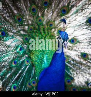 Avec des plumes de paon magnifique (Pavo cristatus) (shallow DOF ; couleur tonique libre) Banque D'Images