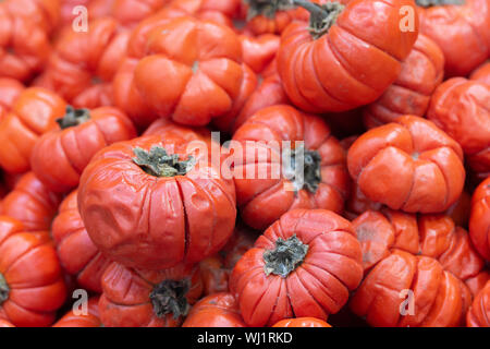 Solanum aethiopicum Jil beaucoup de légumes, des tomates, des yeux d'or japonais, l'image de fond d'horizontale Banque D'Images