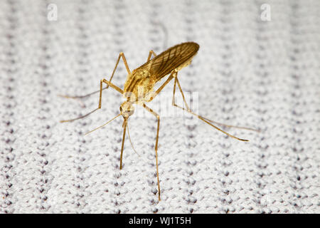 Le moustique a mordu par un tissu et suce le sang - une macro-photo Banque D'Images