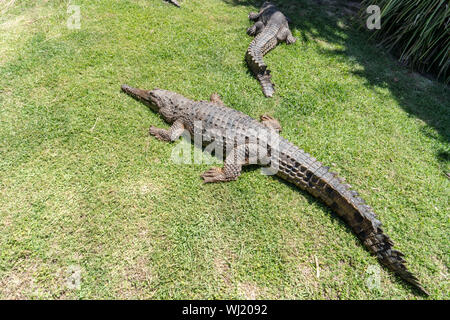 Currumbin Wildlife Sanctuary au Gold Coast, Queensland, Australie Banque D'Images