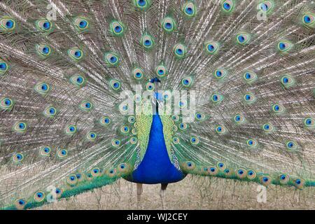 Pavo cristatus paons indiens (l'Asiatique)avec la queue affiche parade dans Banque D'Images