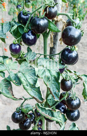 Solanum lycopersicum 'Indigo Rose' cultiver des tomates dans le jardin Banque D'Images