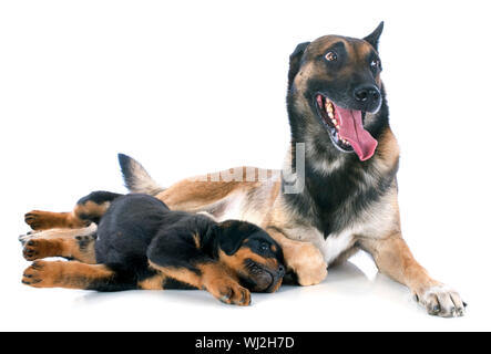 Portrait d'un chiot de race Rottweiler et malinois in front of white background Banque D'Images