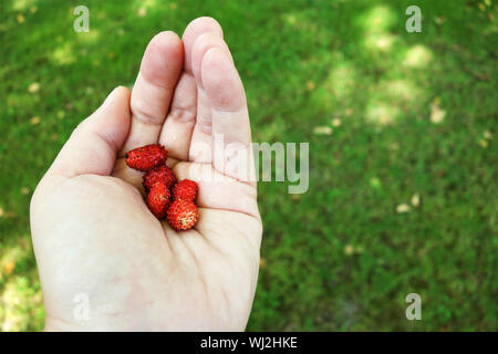 Woman's hand holding red fraises sauvages juste pris dans le jardin contre un arrière-plan vert with copy space Banque D'Images